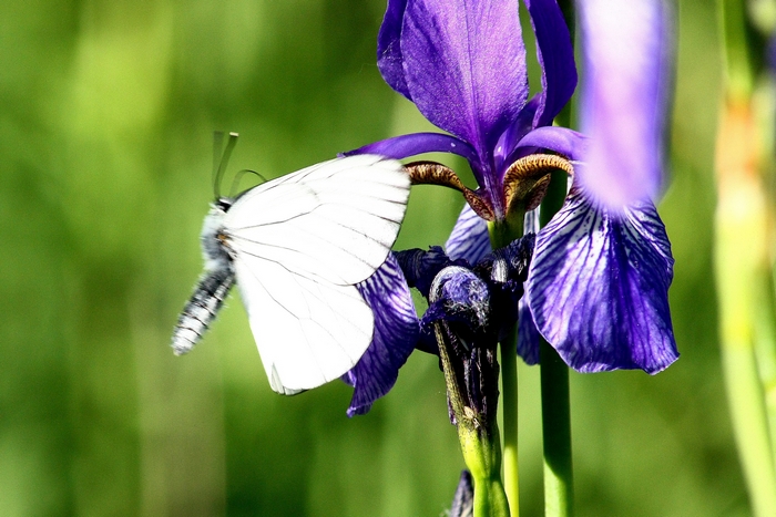 iris e farfalle